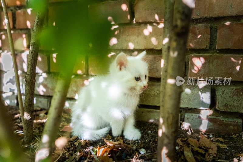 小白猫幼崽在小树林的特写镜头