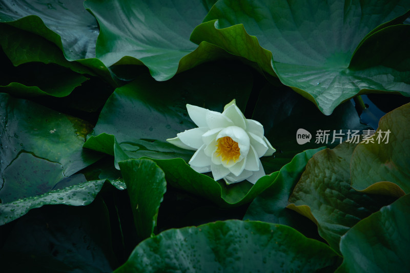 夏日雨后绿叶上的白色睡莲