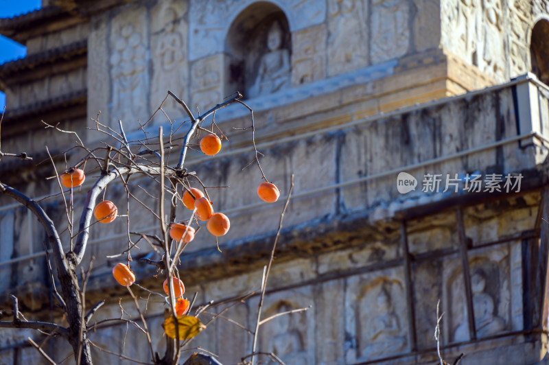 秋天蓝天北京成熟的柿子树