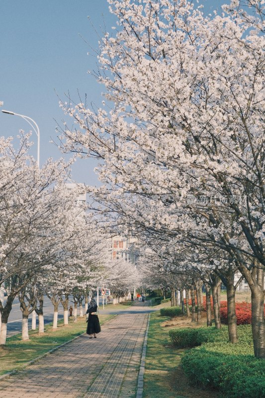 城市街道边的樱花树