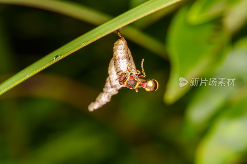 黄蜂与巢穴