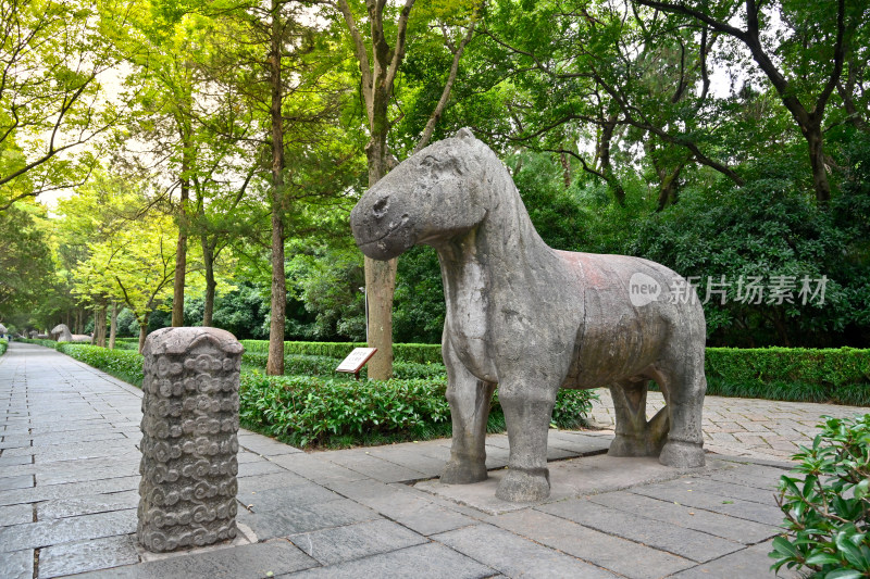 南京钟山明孝陵景区石像路夏季石马