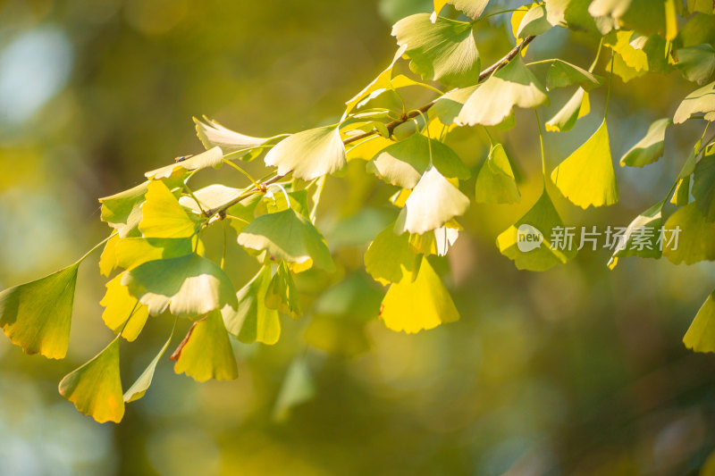 秋天银杏树