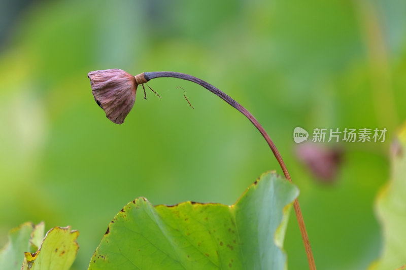 特写花草