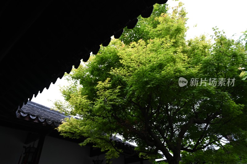 南京瞻园，金陵第一园