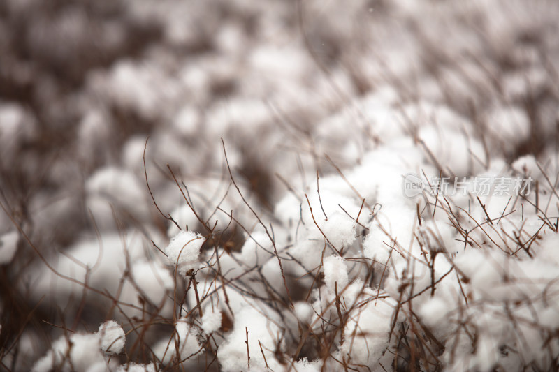 雪白的雪在植物上