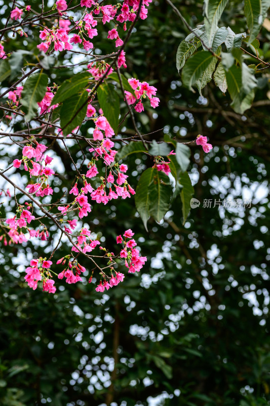 盛开的粉色樱花枝条