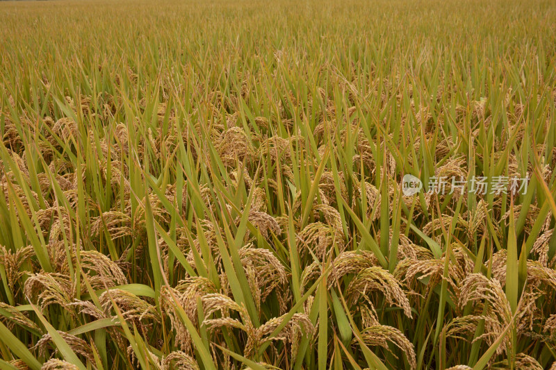 金黄色的水稻田