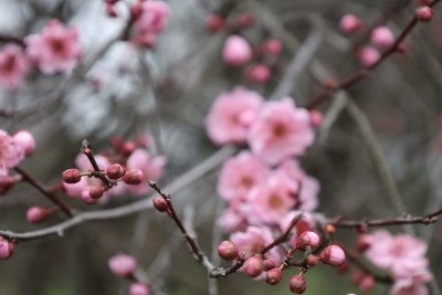 粉色梅花特写