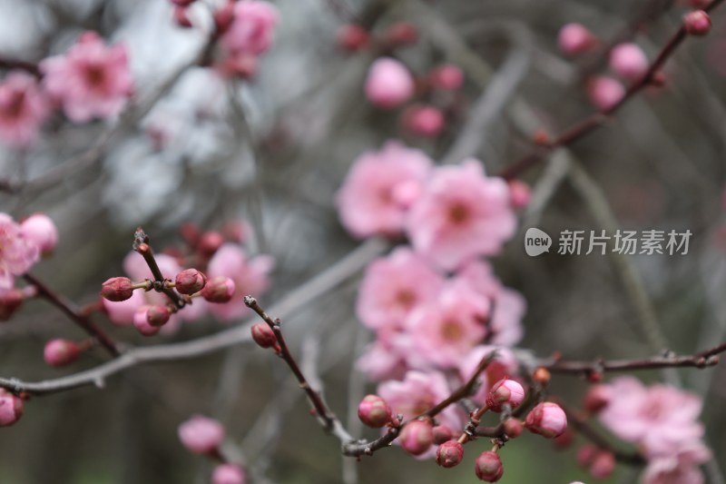 粉色梅花特写