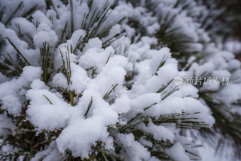 下雪了城市公园自然风景