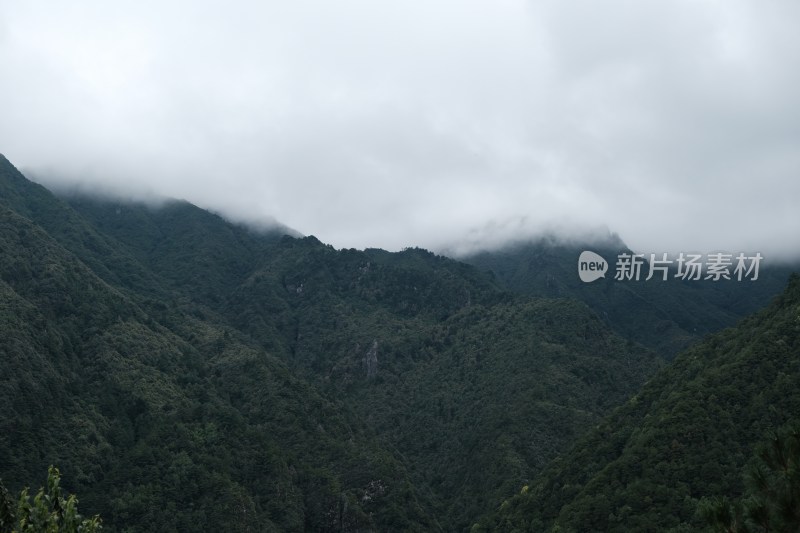 云雾缭绕的山林景观