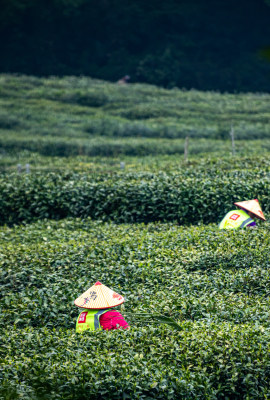 杭州西湖龙井狮峰山茶园采茶