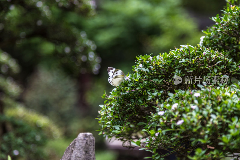 成都地标杜甫草堂