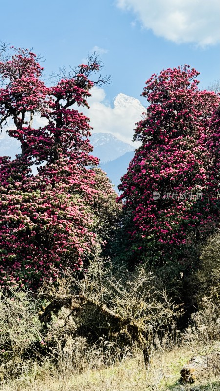 尼泊尔poonhill（布恩山）高山杜鹃