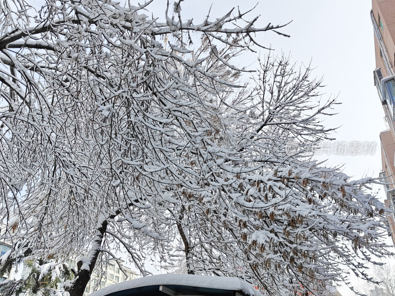 暴雪天银装素裹的树