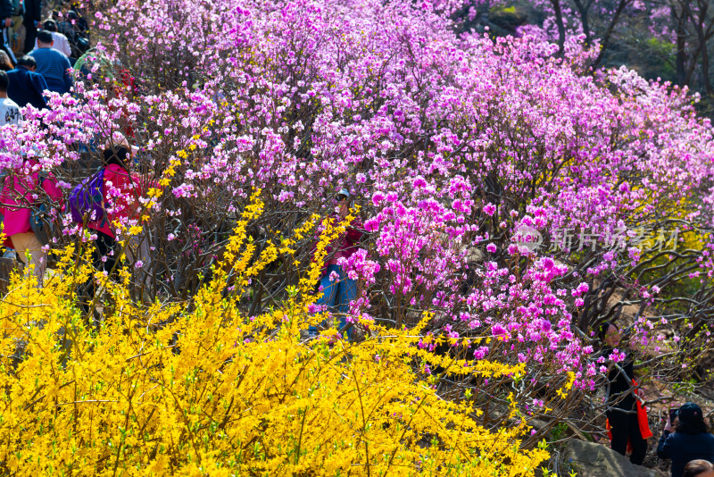 青岛大珠山杜鹃花风光