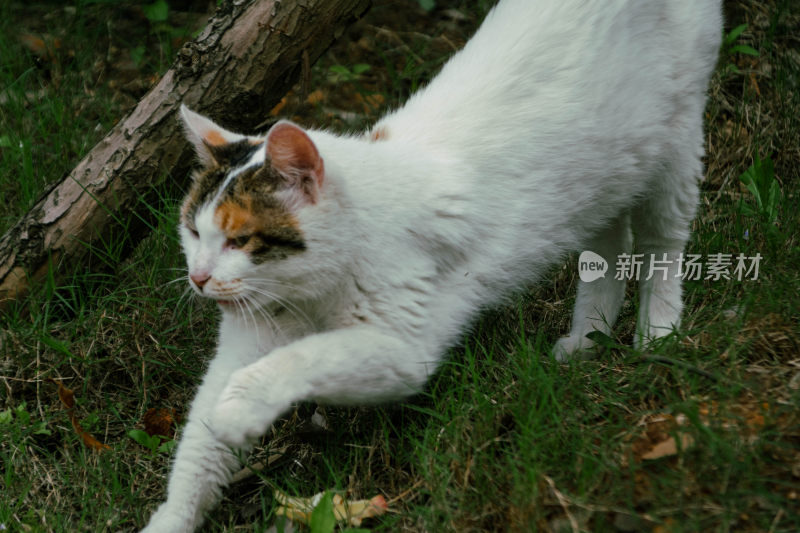 可爱的猫咪