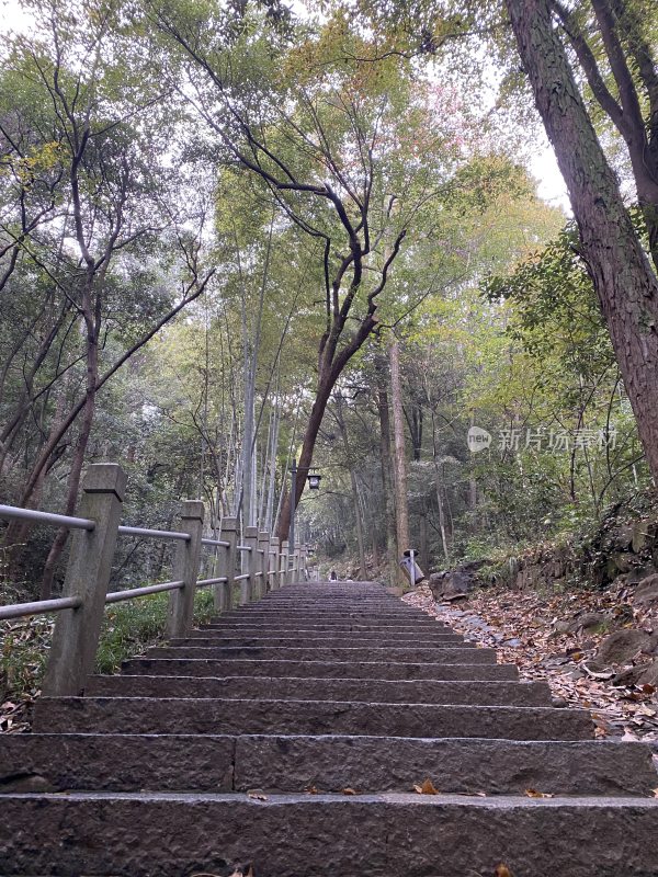 杭州西湖边上秋天梧桐树