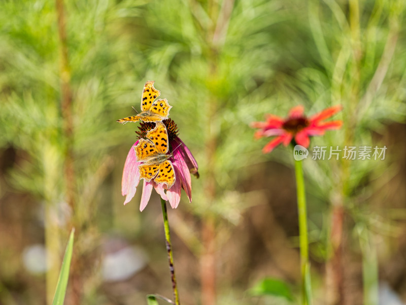 秋天的蝴蝶与松果菊特写