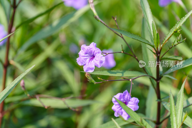 紫花植物蓝花草