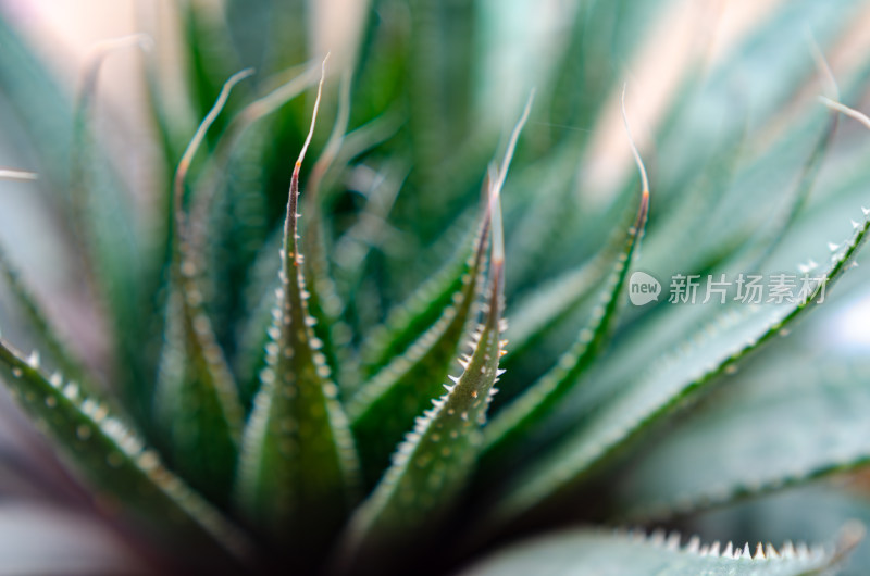 芦荟植物微距特写