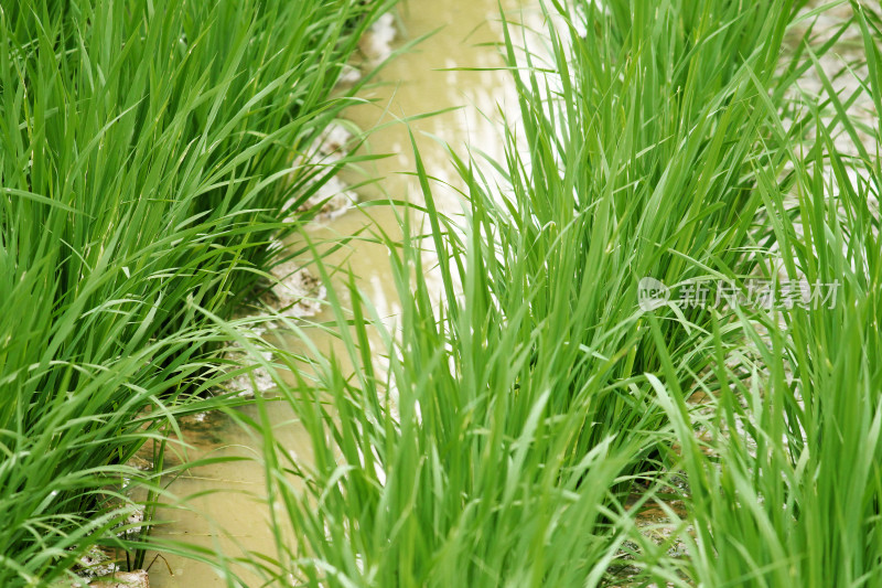 生机勃勃的水田中生长着茂盛的秧苗