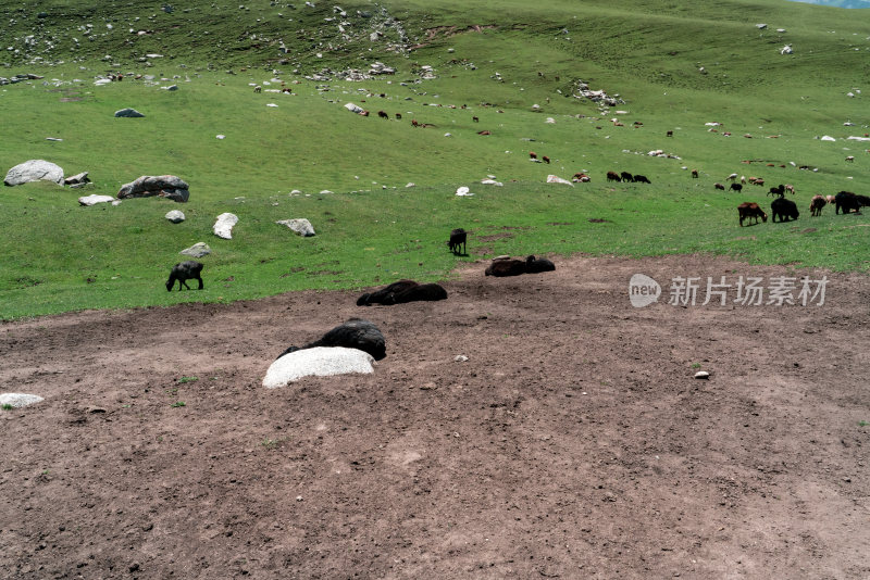 开阔草地一群牛羊正在休憩吃草