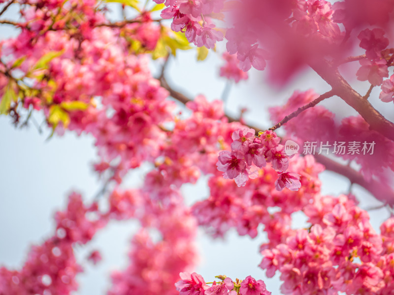 树上粉红色花朵的低角度视图