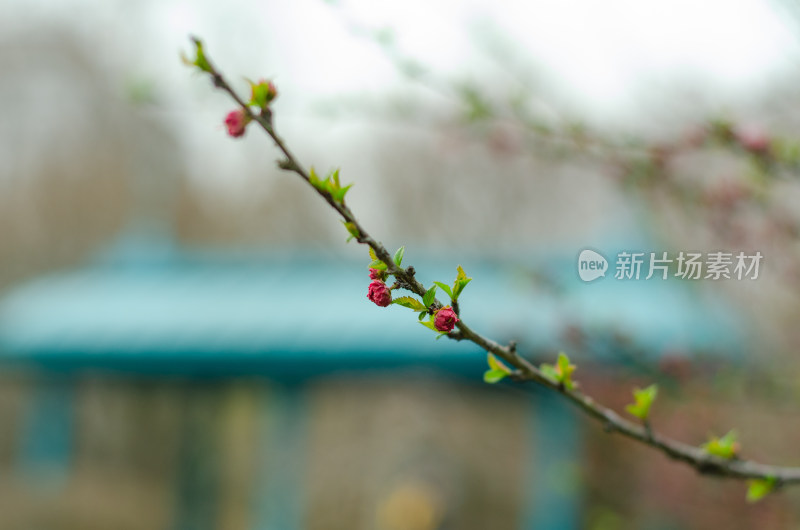 一枝红艳的花枝，绿色背景