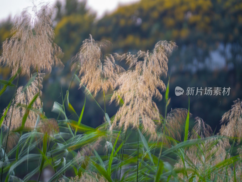 风中的芦苇