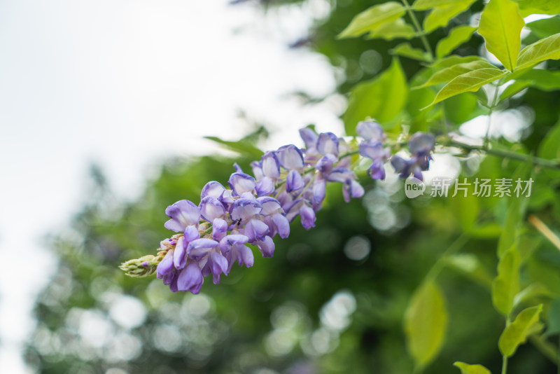 阳光下的绿色植物特写