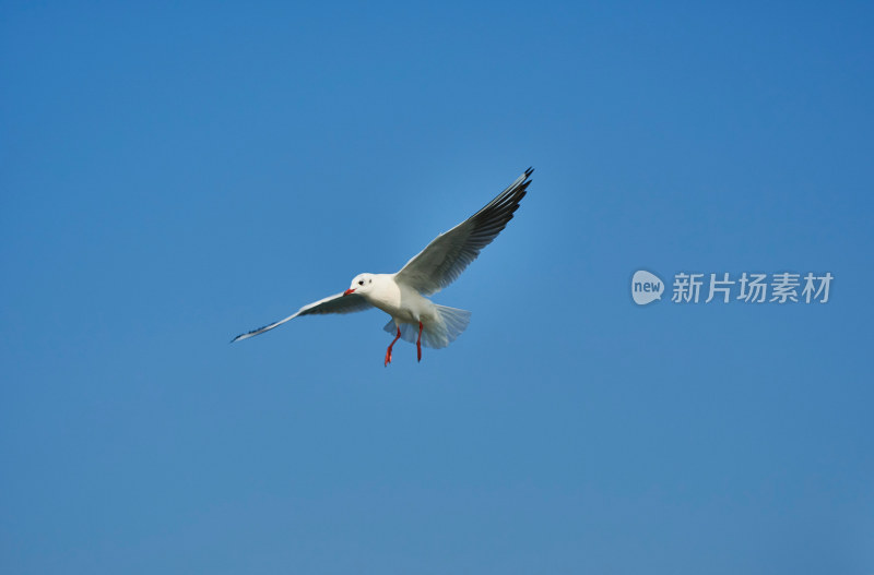 太湖红嘴鸥