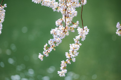 公园水池边的樱花特写