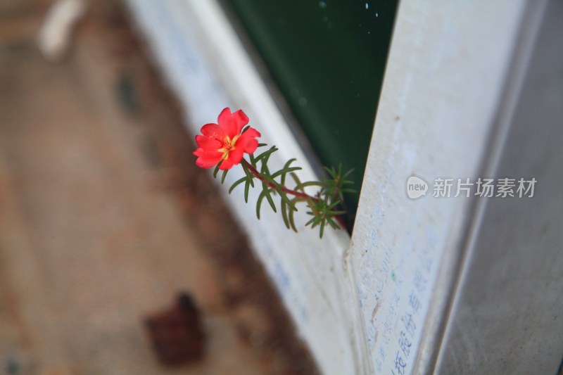 花草花卉