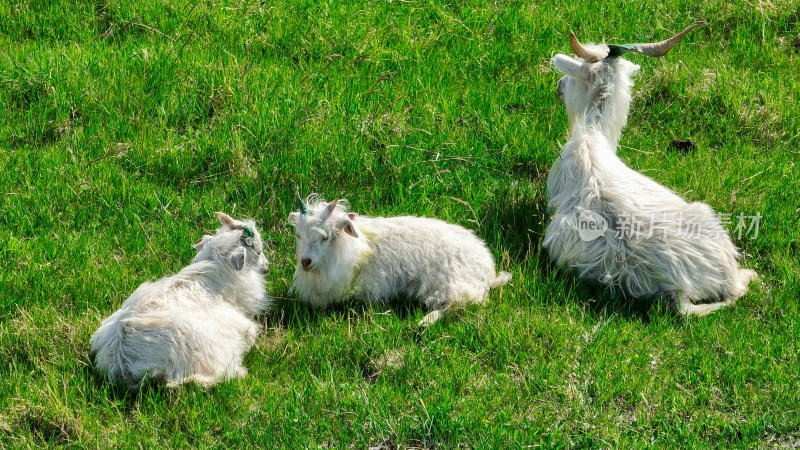草原上的山羊