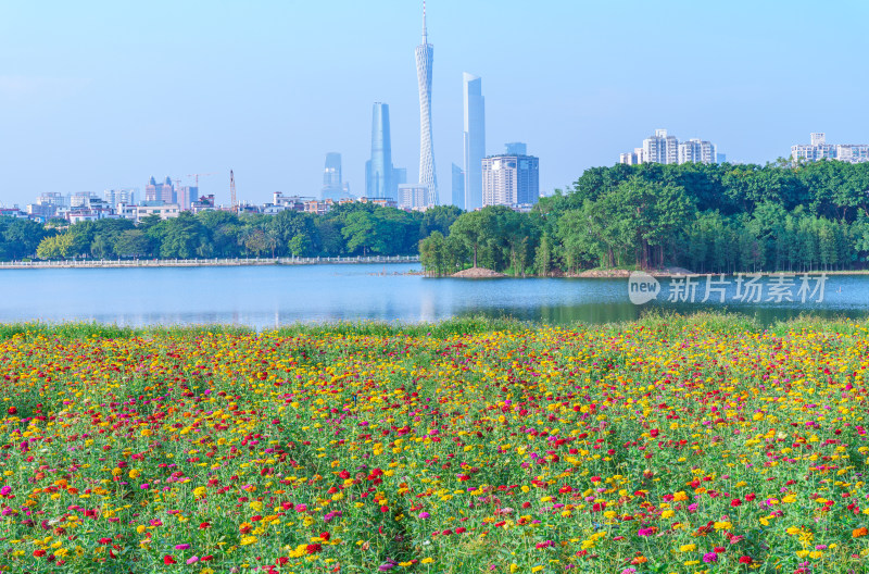 广州海珠湖公园鲜花花园与城市摩天大楼建筑