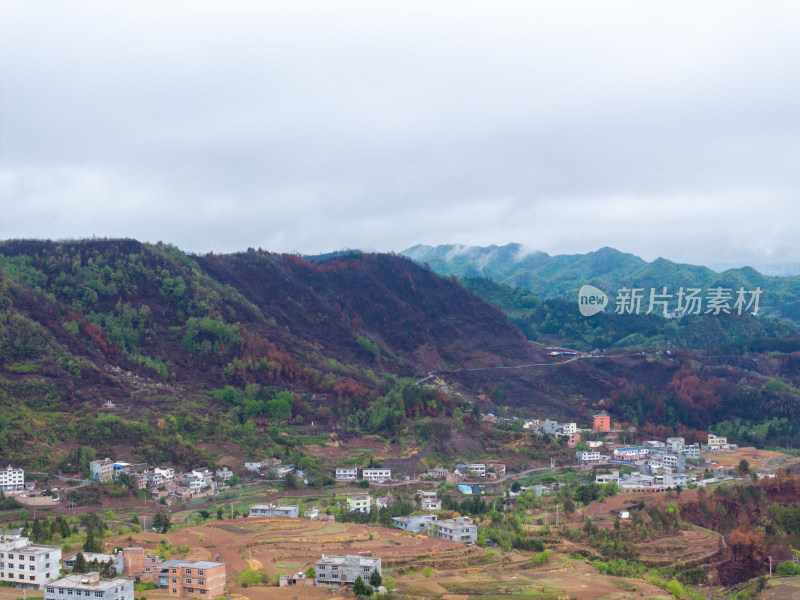 贵州毕节山火区域春天万物复苏