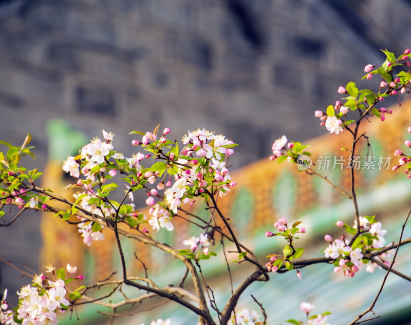 海棠花与古建筑