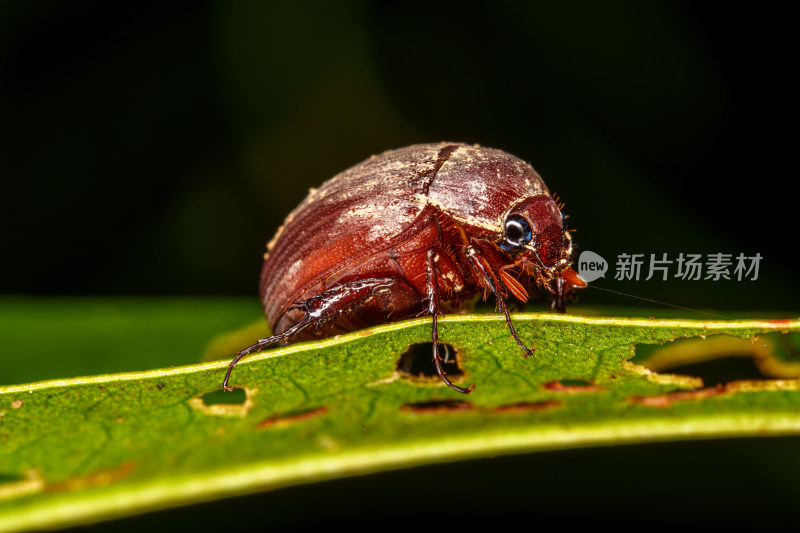 微距下的宽齿爪鳃金龟