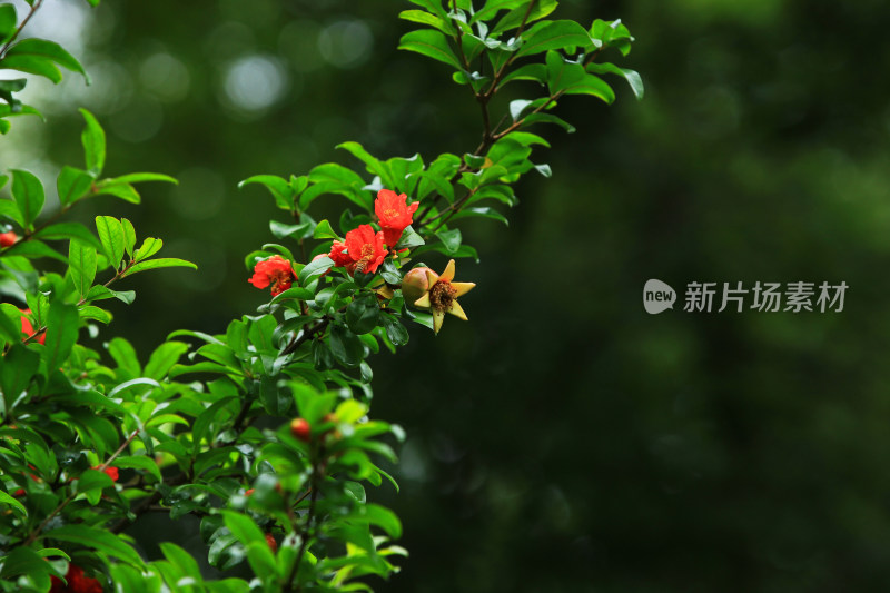 立夏时节盛开的红色石榴花