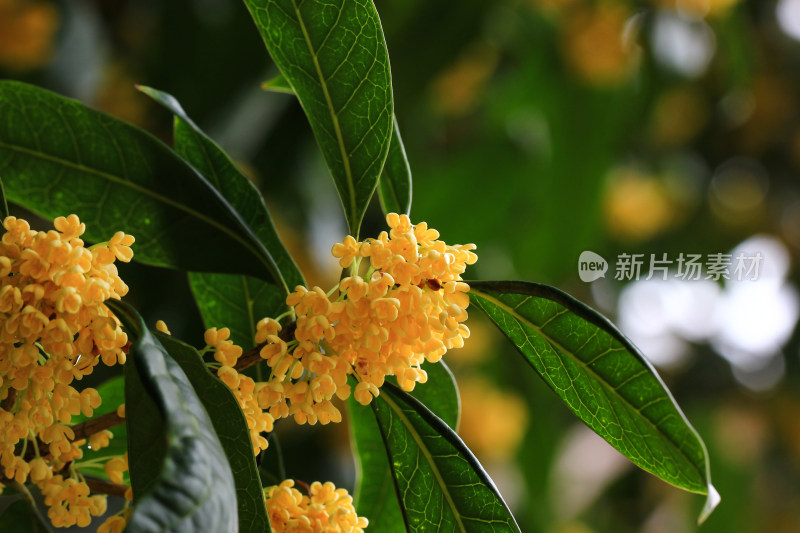 金桂花枝背景素材