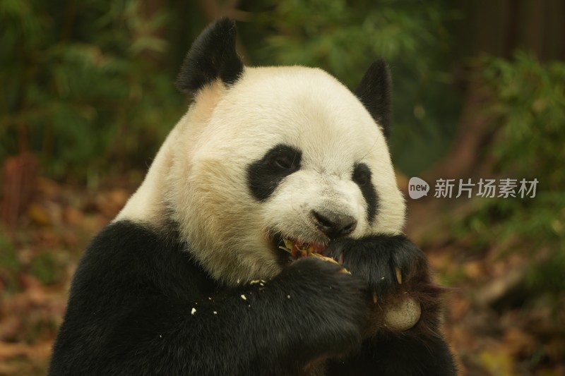 熊猫萌萌啃食竹叶的可爱模样