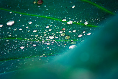 雨后荷叶上的露水珠