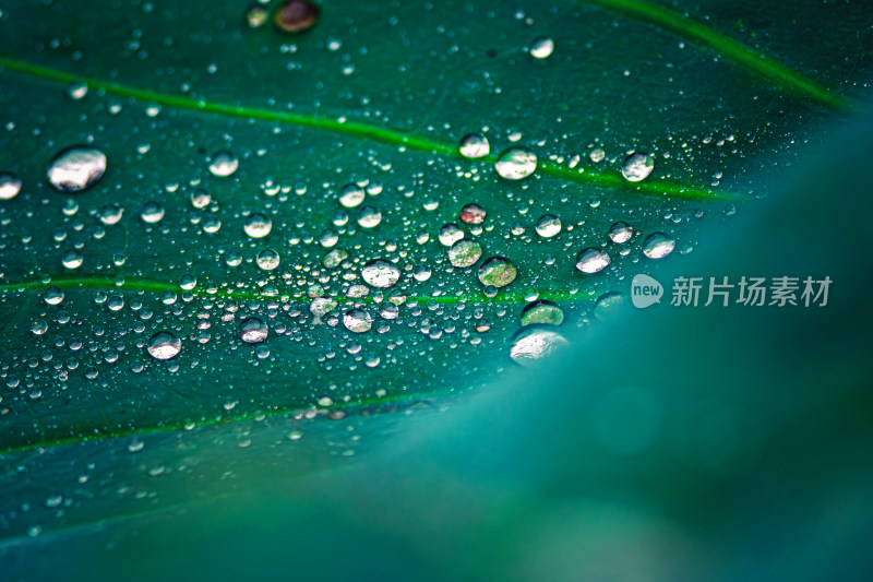 雨后荷叶上的露水珠