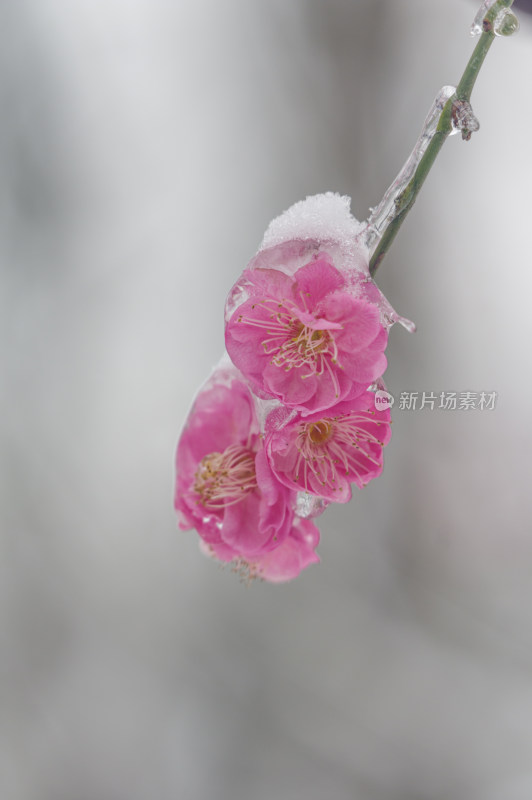 武汉东湖梅园雪中梅花盛开