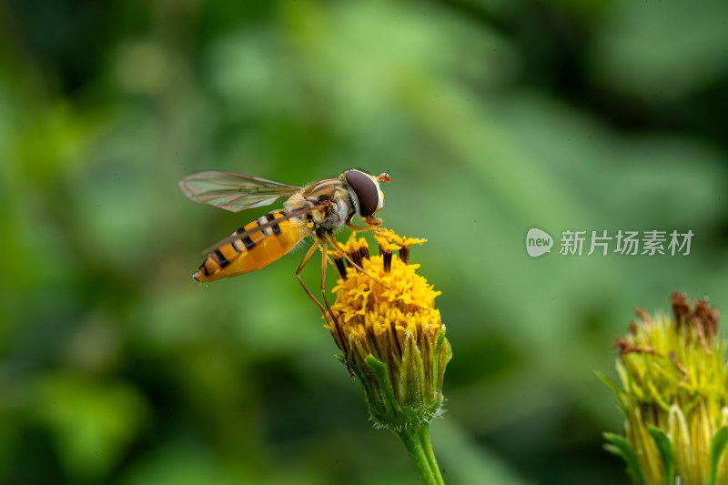 草丛中以花蜜为食的昆虫