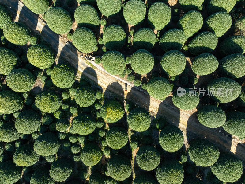 浙江杭州桂博园种植森林翠绿几何之美航拍