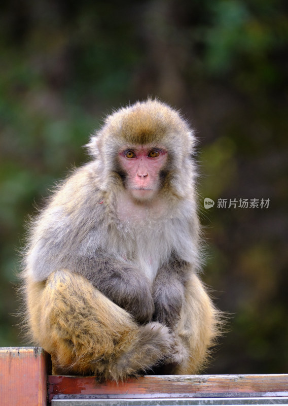 对视中的藏酋猴