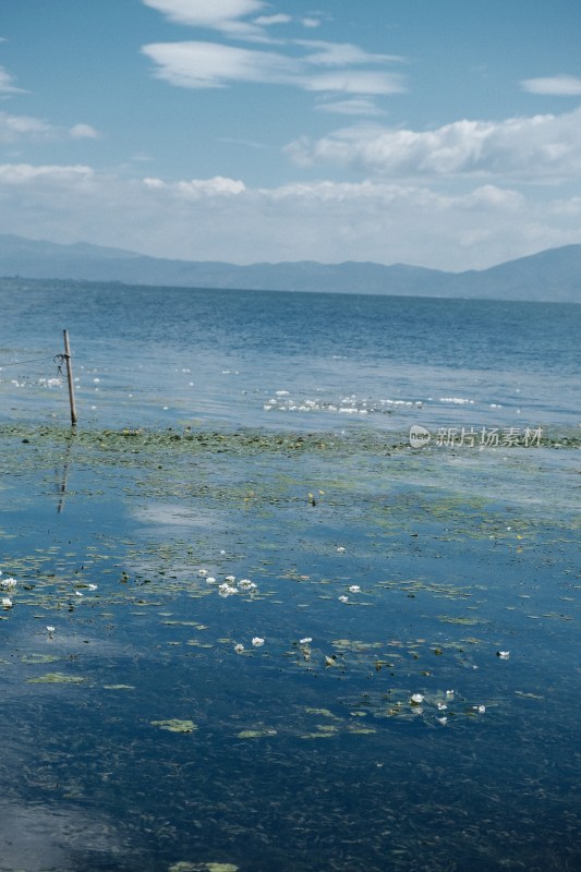 洱海漂浮着白色植物水性杨花的自然景观